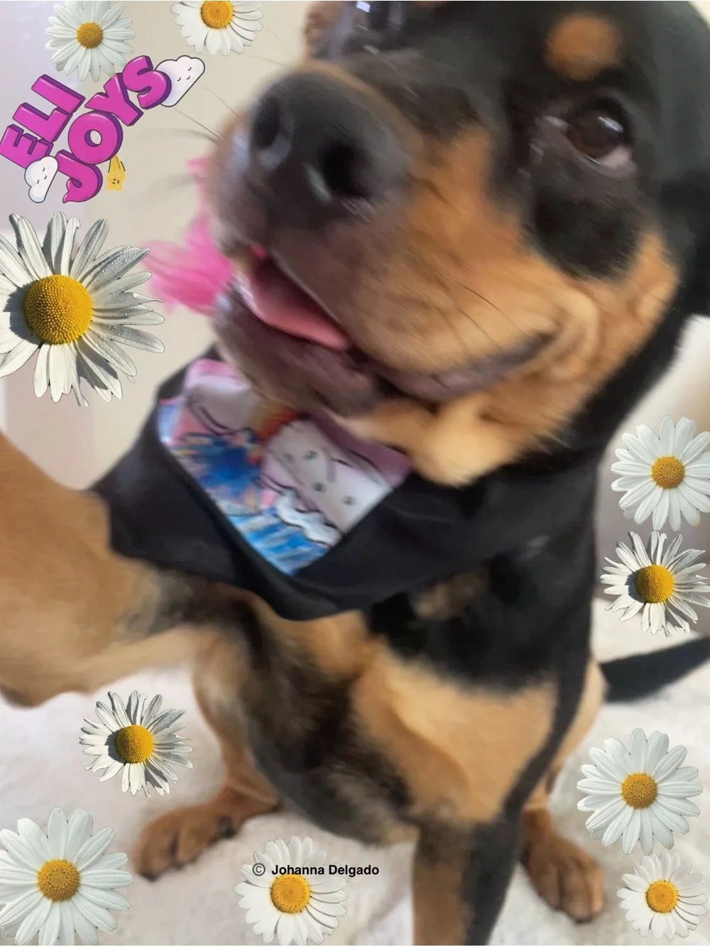 ELIJOYS - Black Dog Bandana with Mermaid Princess ©️JD Accent